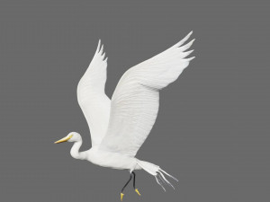 egret heron crane bird Model 3D