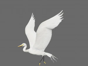 egret heron crane bird 3D Model
