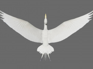 egret heron crane bird Model 3D