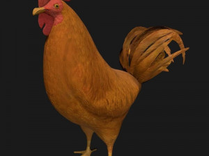 chicken hen rooster bird 3Dモデル