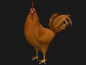 chicken hen rooster bird 3Dモデル