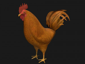 chicken hen rooster bird 3Dモデル