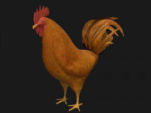 chicken hen rooster bird 3D Model