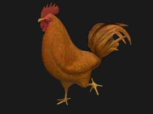 chicken hen rooster bird 3Dモデル