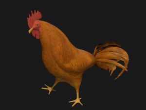 chicken hen rooster bird 3Dモデル