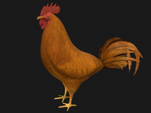 chicken hen rooster bird 3Dモデル