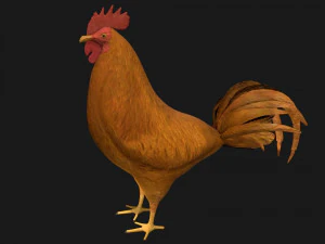chicken hen rooster bird 3D Model