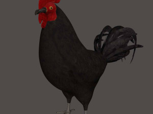 chicken hen rooster bird 3D मॉडल