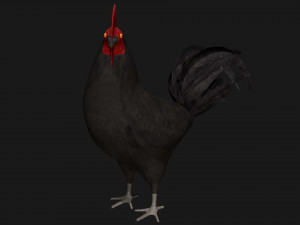 chicken hen rooster bird Modello 3D