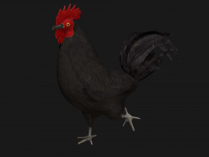 chicken hen rooster bird Modello 3D