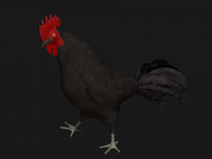 chicken hen rooster bird Modello 3D