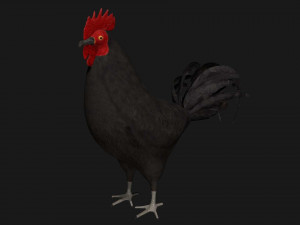 chicken hen rooster bird Modello 3D
