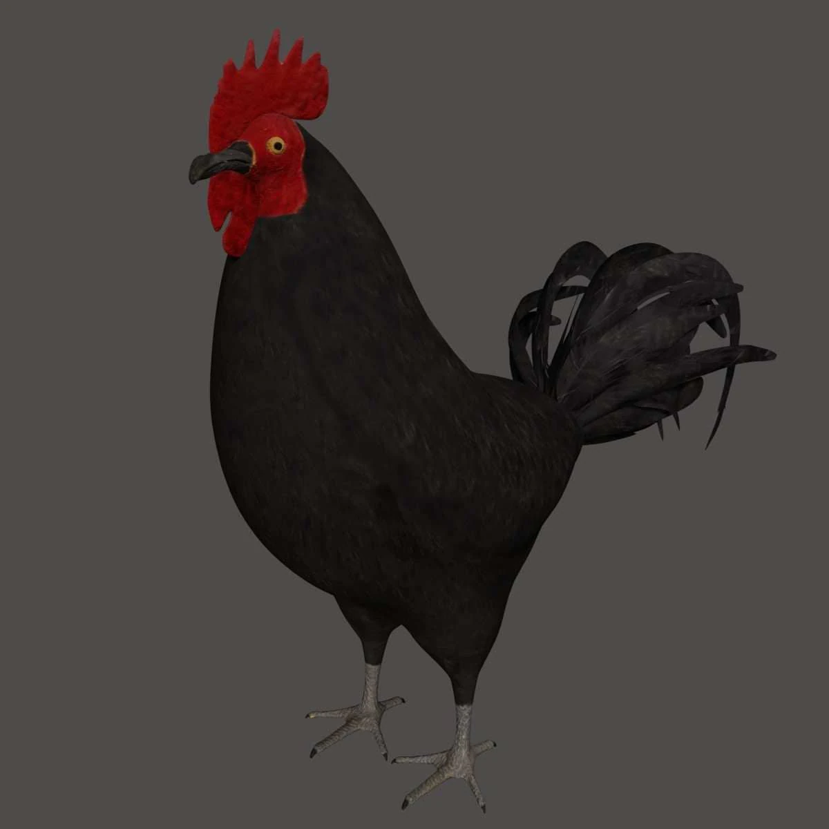 black chicken hen rooster bird 3D Model .c4d .max .obj .3ds .fbx .stl .blend