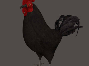 black chicken hen rooster bird 3D Model