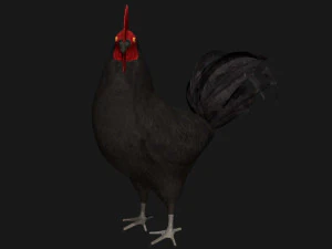 black chicken hen rooster bird 3D Model