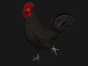 black chicken hen rooster bird 3D Model