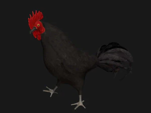 black chicken hen rooster bird 3D Model