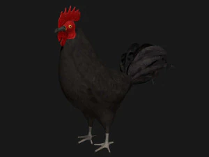 black chicken hen rooster bird 3D Model