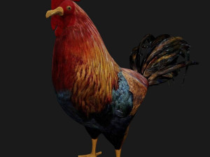 rooster hen chicken bird 3D Model