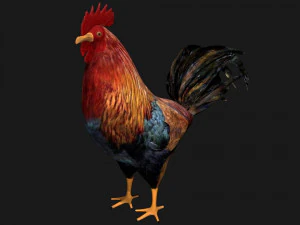 rooster hen chicken bird 3D Model