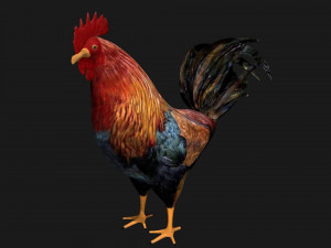 rooster hen chicken bird Model 3D