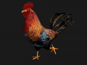 rooster hen chicken bird Model 3D