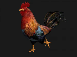 rooster hen chicken bird 3D Model