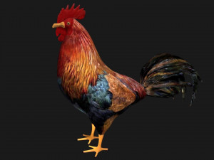 rooster hen chicken bird Model 3D