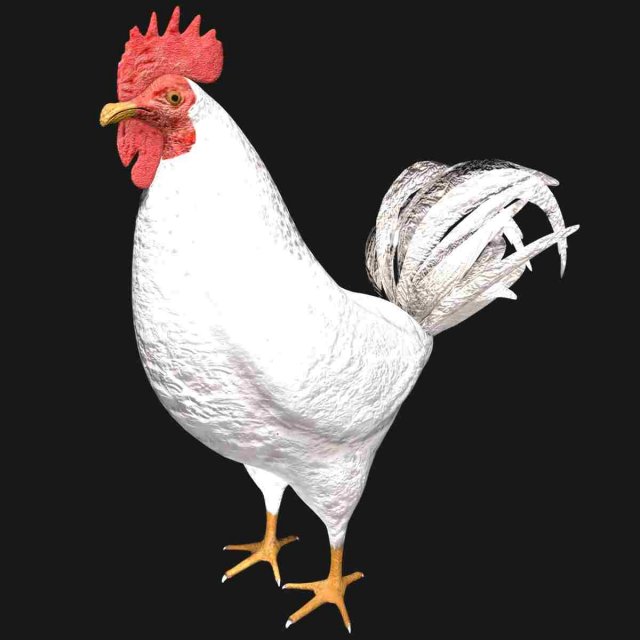 white hen rooster chicken bird 3D Модель .c4d .max .obj .3ds .fbx .stl .blend 