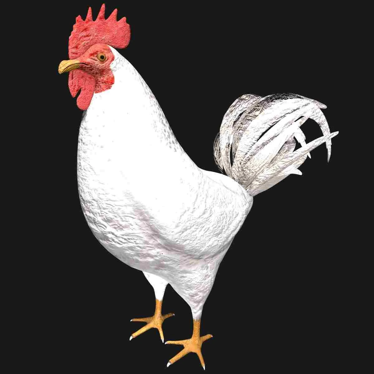 white hen rooster chicken bird 3D Model .c4d .max .obj .3ds .fbx .stl .blend