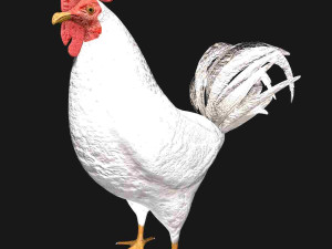 white hen rooster chicken bird 3D Model