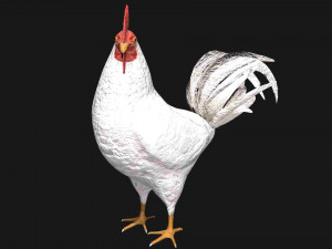 white hen rooster chicken bird 3D Модель