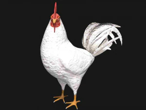 white hen rooster chicken bird 3D Model
