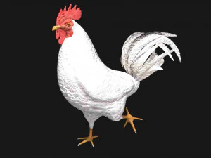 white hen rooster chicken bird 3D Model