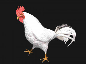white hen rooster chicken bird 3D Модель