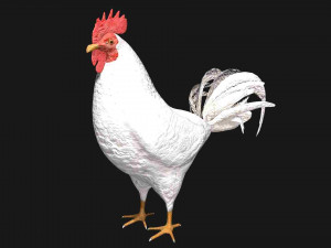 white hen rooster chicken bird 3D Модель