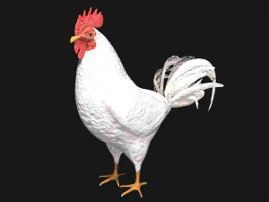 white hen rooster chicken bird 3D Model