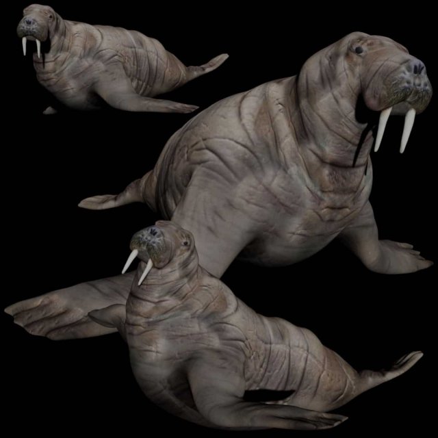 walrus seal 3D-Modell .c4d .max .obj .3ds .fbx .stl .blend 