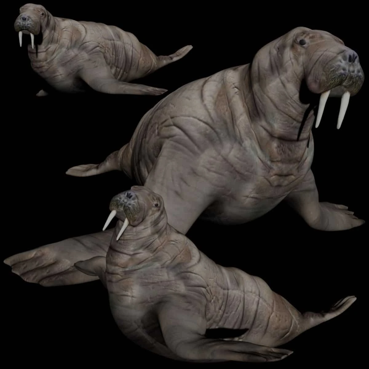 walrus seal 3D Model .c4d .max .obj .3ds .fbx .stl .blend 
