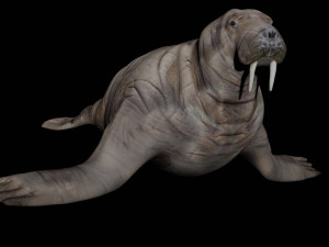 walrus seal 3D-Modell
