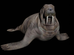 walrus seal 3D-Modell