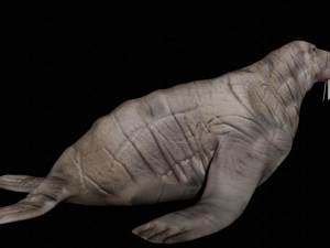 walrus seal 3D-Modell