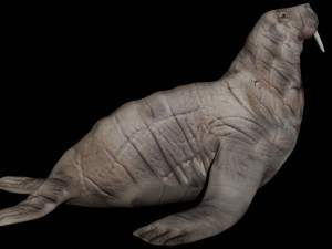 walrus seal 3D-Modell