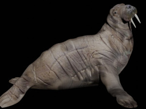 walrus seal 3D-Modell
