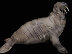 walrus seal 3D Model
