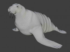 walrus seal 3D-Modell