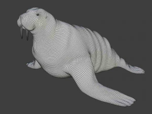 walrus seal 3D Model