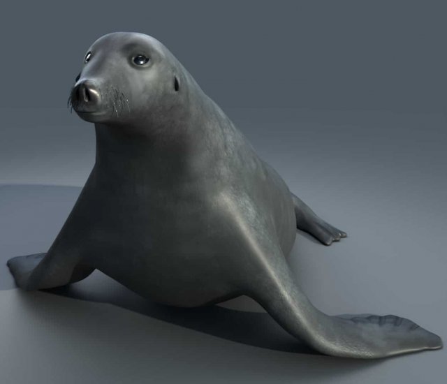 seal 3D Модель .c4d .max .obj .3ds .fbx .stl .blend 