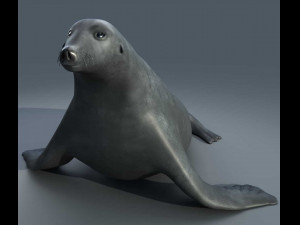 seal Modello 3D