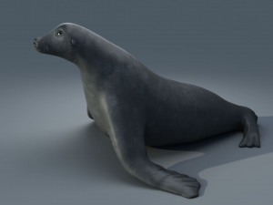 seal 3D Модель